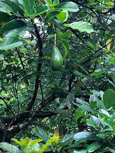 finca la mona